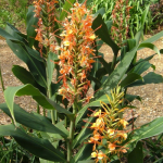 Hedychium gardnerianum Seeds