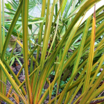 Libertia peregrinans