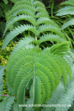 Melianthus major seeds - Image 3