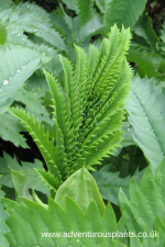 Melianthus major seeds - Image 2