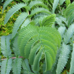 Melianthus major seeds