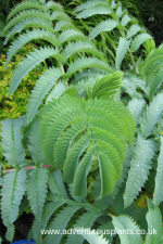 Melianthus major seeds