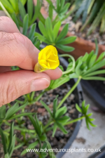 Oxalis flava (Yellow Form) - Image 3