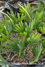 Oxalis flava