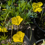 Oxalis flava (Yellow Form)