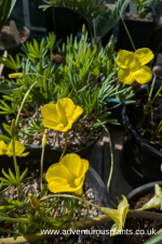 Oxalis flava (Yellow Form)