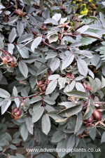 Rosa glauca Seeds - Image 2