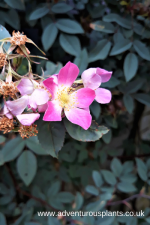 Rosa glauca Seeds