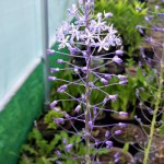 Scilla hyacinthoides Seeds (ex Blue Arrow)