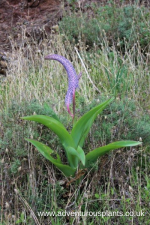 Scilla latifolia Seeds