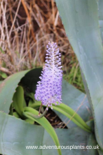 Scilla latifolia Seeds - Image 2