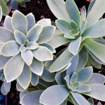 Sedum compressum