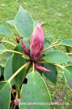 Trochodendron aralioides
