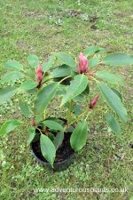 Trochodendron aralioides - Image 2