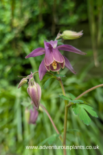 Aquilegia rockii Seeds - Image 2