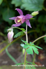 Aquilegia rockii Seeds