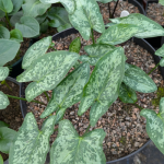 Arum concinnatum 'Agia Varvara'