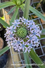 Scilla peruviana SL254 Seeds