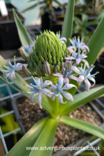 Scilla peruviana SL254 Seeds - Image 2