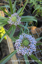 Scilla peruviana SL254 Seeds - Image 3