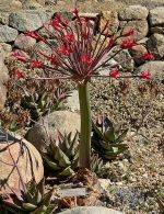 Brunsvigia josephinae
