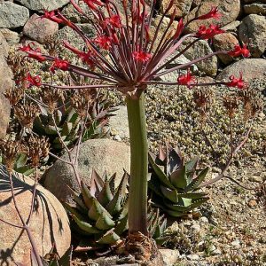 Brunsvigia josephinae