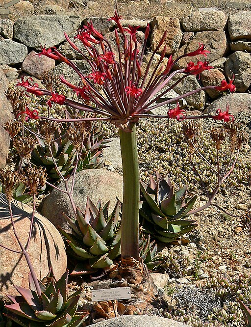 512px-Brunsvigia_josephinae_1 Brunsvigia josephinae