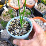 Albuca bracteata