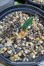 Brunsvigia josephinae