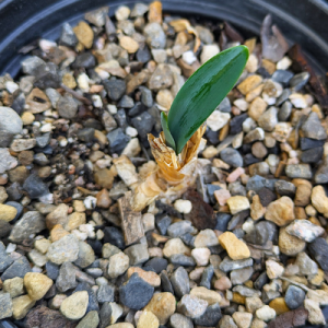 Brunsvigia josephinae
