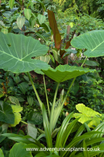 Leucocasia gigantea