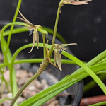 Miersia chilensis