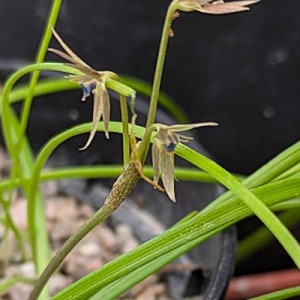 Miersia chilensis