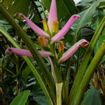 Musa velutina