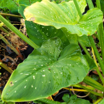 Zantedeschia Hercules
