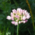 Allium angulosum