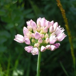 Allium angulosum