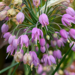 Allium cernuum