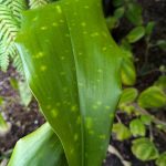 Aspidistra sp. nova 'Pha-hom Pok-adot' BSWJ6645