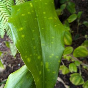 Aspidistra sp. nova 'Pha-hom Pok-adot' BSWJ6645