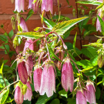 Campanula takesimana 'Elizabeth'