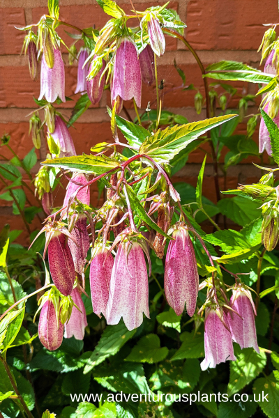 Campanula takesimana 'Elizabeth' Campanula takesimana 'Elizabeth'