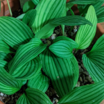 Drimiopsis 'Kampersrus'
