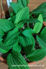 Drimiopsis 'Kampersrus'