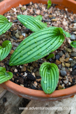 Drimiopsis 'Kampersrus'