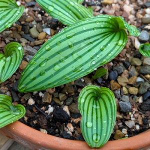 Drimiopsis 'Kampersrus'