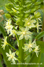 Eucomis pallidiflora ssp. pallidiflora Seeds - Image 2