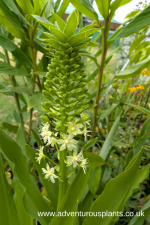Eucomis pallidiflora ssp pallidiflora