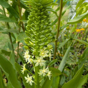 Eucomis pallidiflora ssp pallidiflora