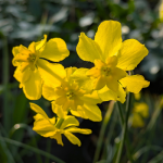 Narcissus cordubensis